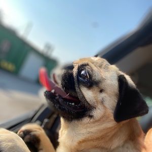 Meet your Posher, Sirenity